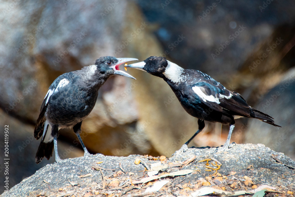 Obraz premium Australian Juvenile Magpie Fed by Mother