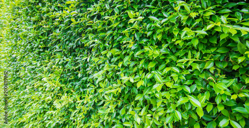 Green leaves wall texture background,