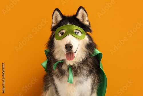 Cute husky dog in superhero...