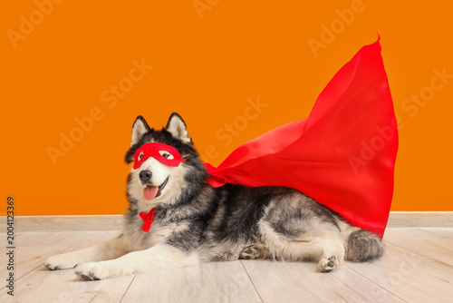 Cute husky dog in superhero...