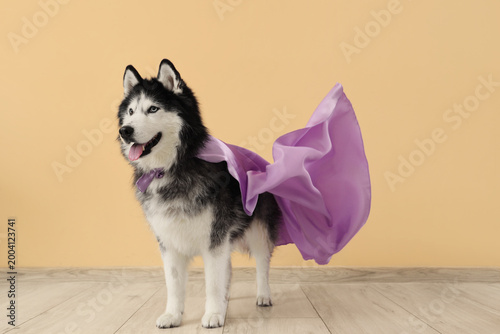 Cute husky dog in superhero...