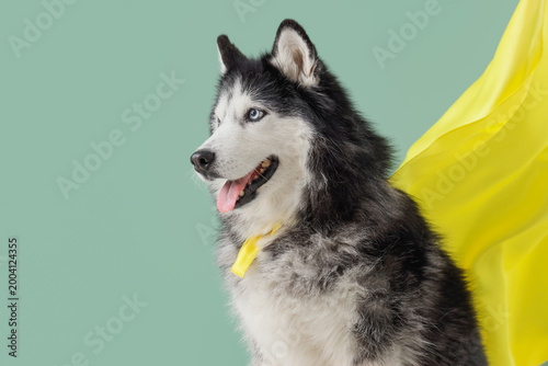 Cute husky dog in superhero...