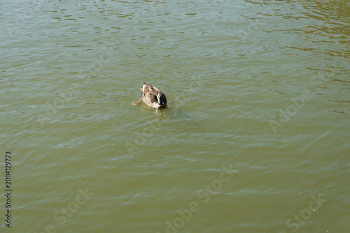 Принти на полотні A single wild duck foraging on a calm green pond surface with ripples in a traditional garden