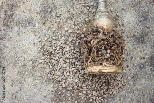 Foto Close-up of pumice stones scattered on ground with exposed plant roots, natural