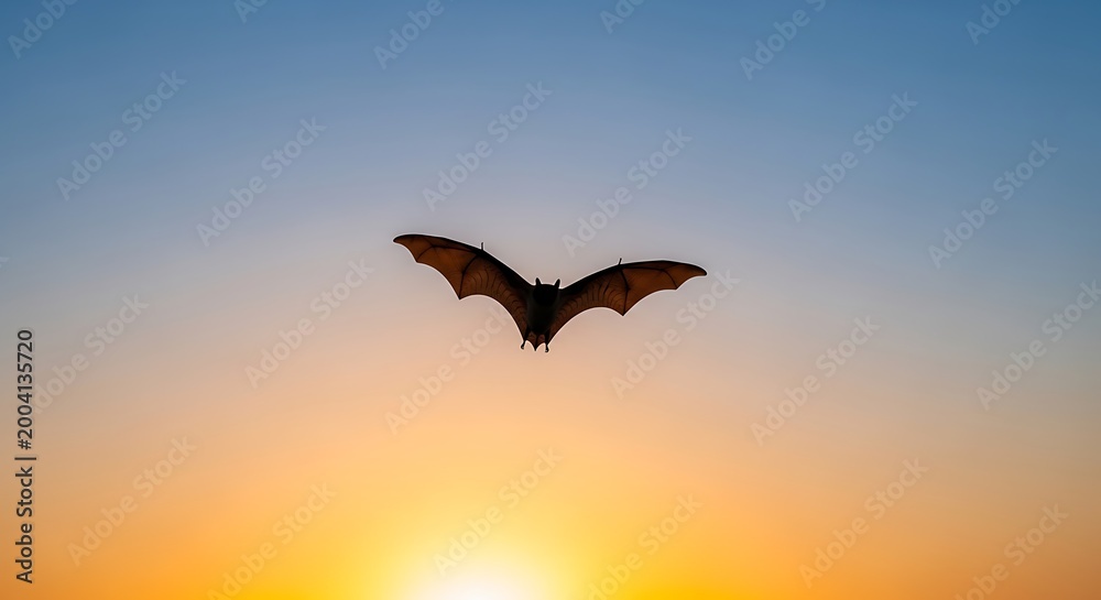 Naklejka premium Single fruit bat flying in dusk sky silhouette with wide wingspan against orange sunset gradient