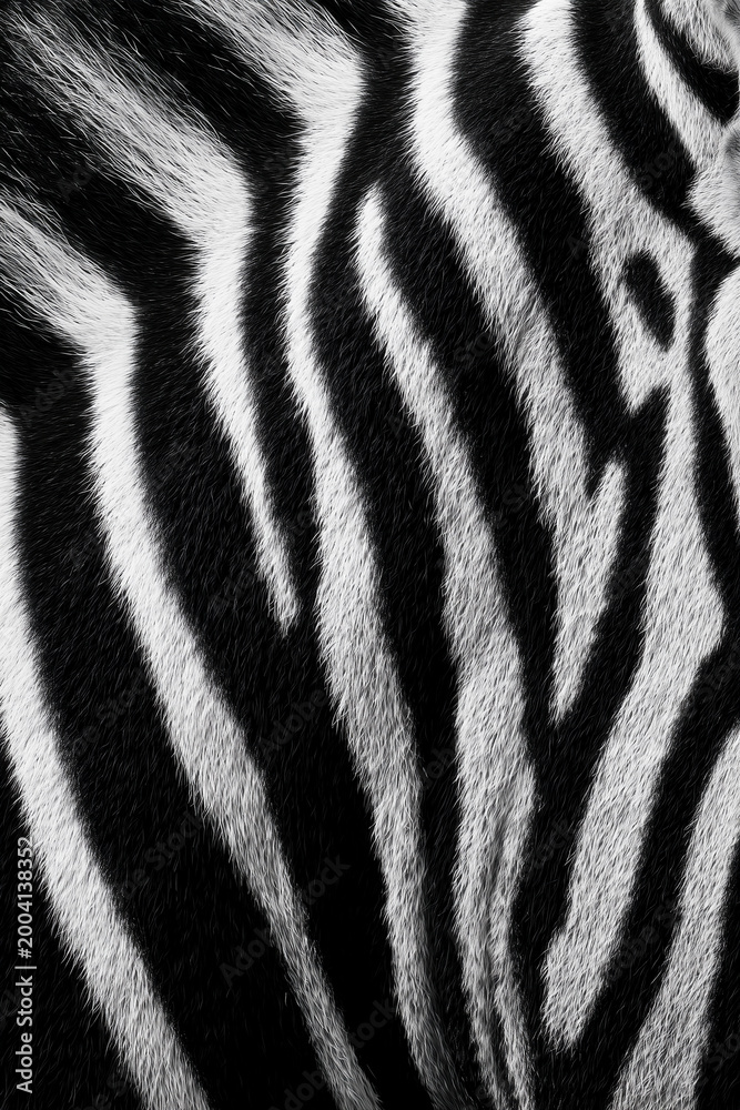 Fototapeta premium smooth high contrast striped fur texture of a zebra animal filling the entire frame