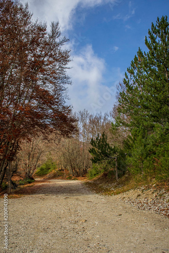 road in autumn