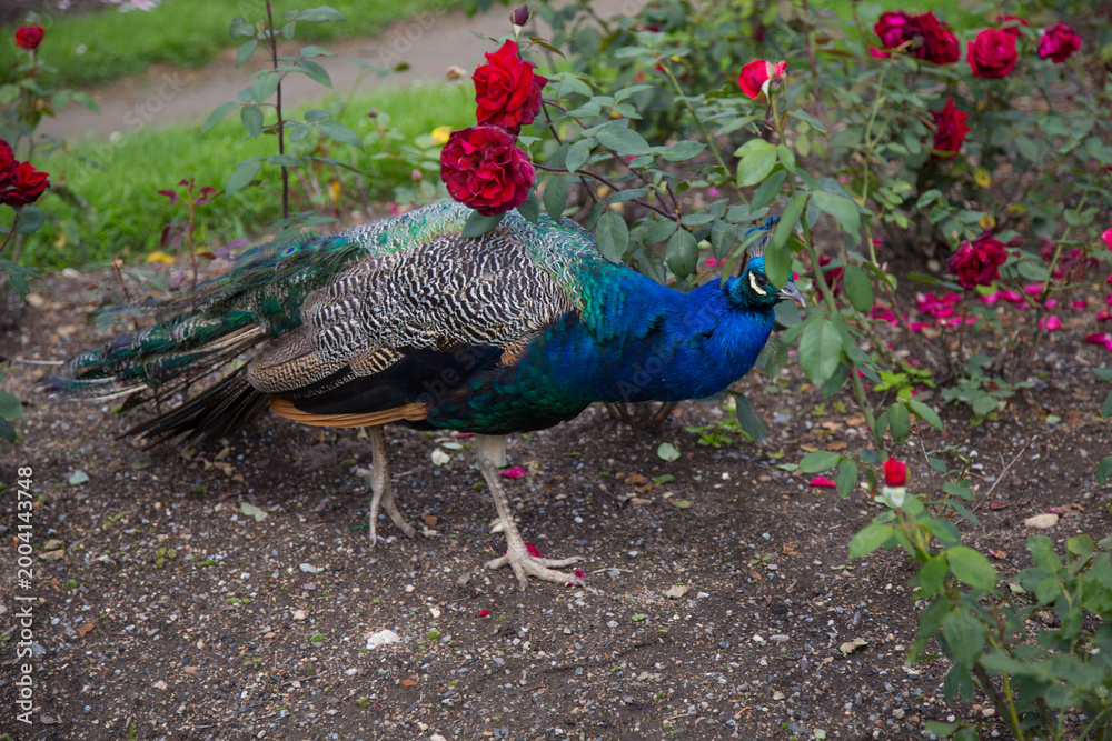 Obraz premium A beautiful peacock is strolling through the garden, where roses are in bloom and the grass is green.