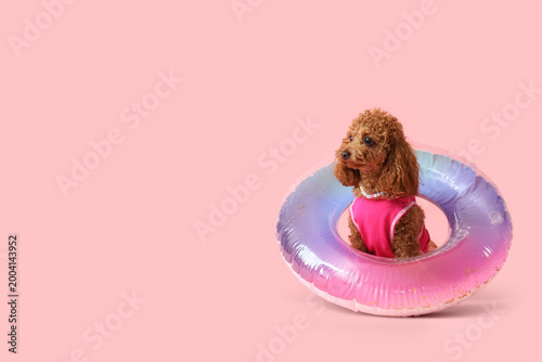 Cute Toy Poodle dog with in...