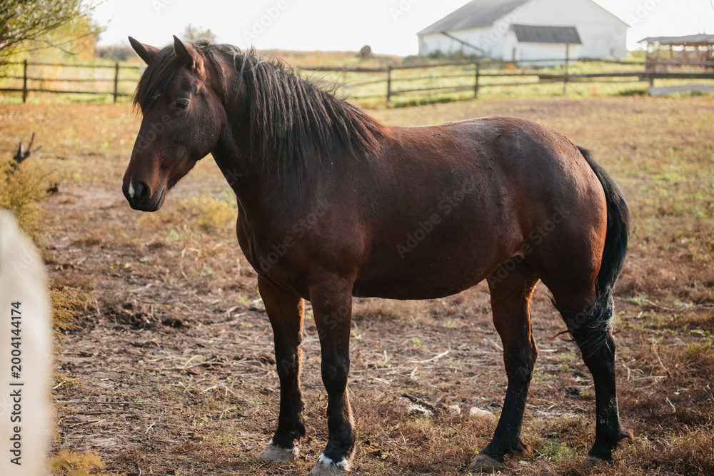 Obraz premium Brown horse standing in rural field pasture