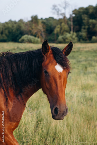 Brown horse in a green field looking forward
