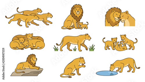 Lion family set, wild cat characters, animals in various poses. Cute lion pride, cubs playing, adult lion and lioness illustrations for safari zoo design, nature wildlife collection on white backgroun