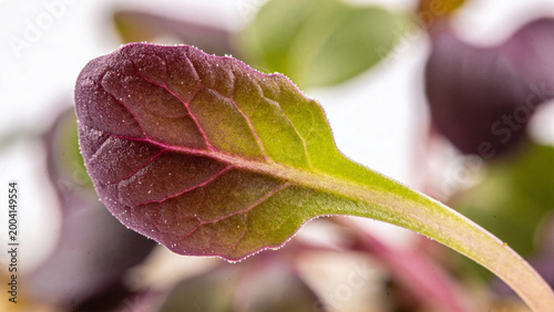 A microgreen leaf with clear features including veins and color