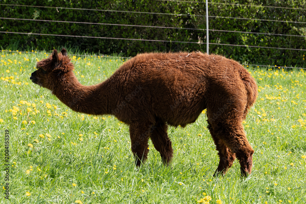 Fototapeta premium alpaka tier natur lama