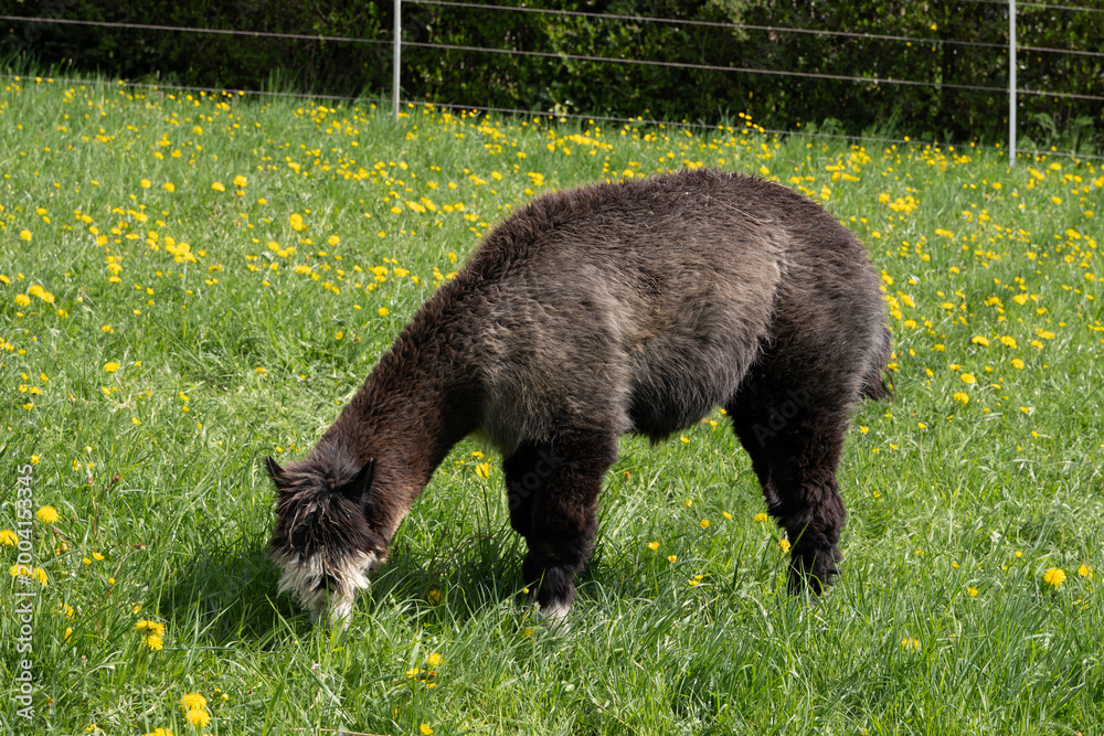 Fototapeta premium alpaka tier natur lama