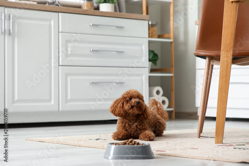 Cute Toy Poodle dog with bo...