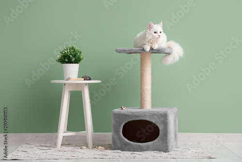 Cute white cat on scratchin...