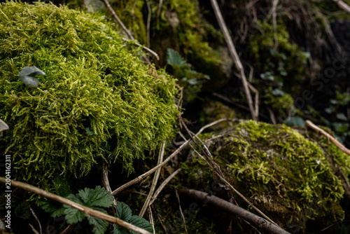 Close up view of bright green moss growing on forest stones and branches. Detailed natural texture represents forest ecosystem and environmental conservation concept.