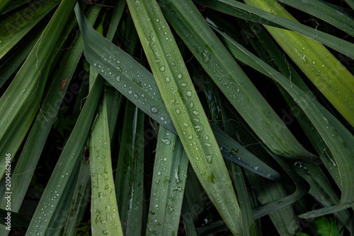 Close-up top view of long green tropical leaves covered in fresh morning dew or raindrops, creating a dark moody natural background texture for eco-friendly design.