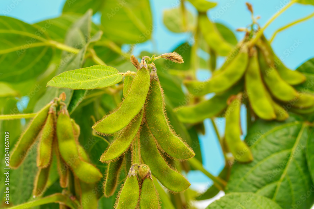 Obraz premium Soybean plants grow with green pods in a field under a clear sky during summer