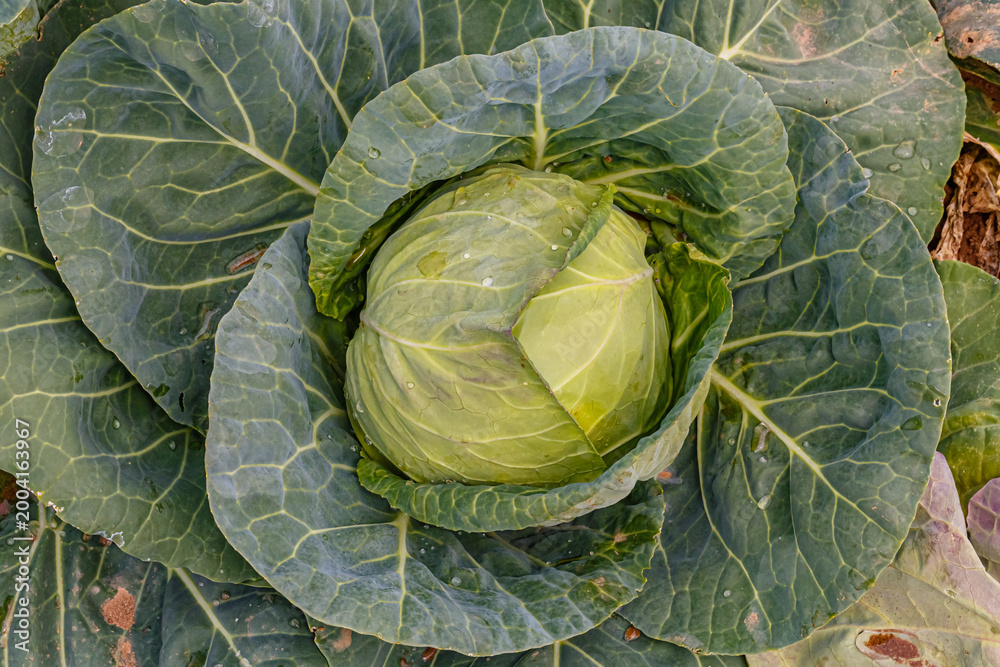 Fototapeta premium Cabbage growing in a garden during morning in a rural area with sunlight hitting the leaves