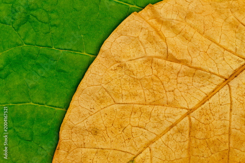 Foto Leaves of different colors show the change in seasons and the diversity in natur