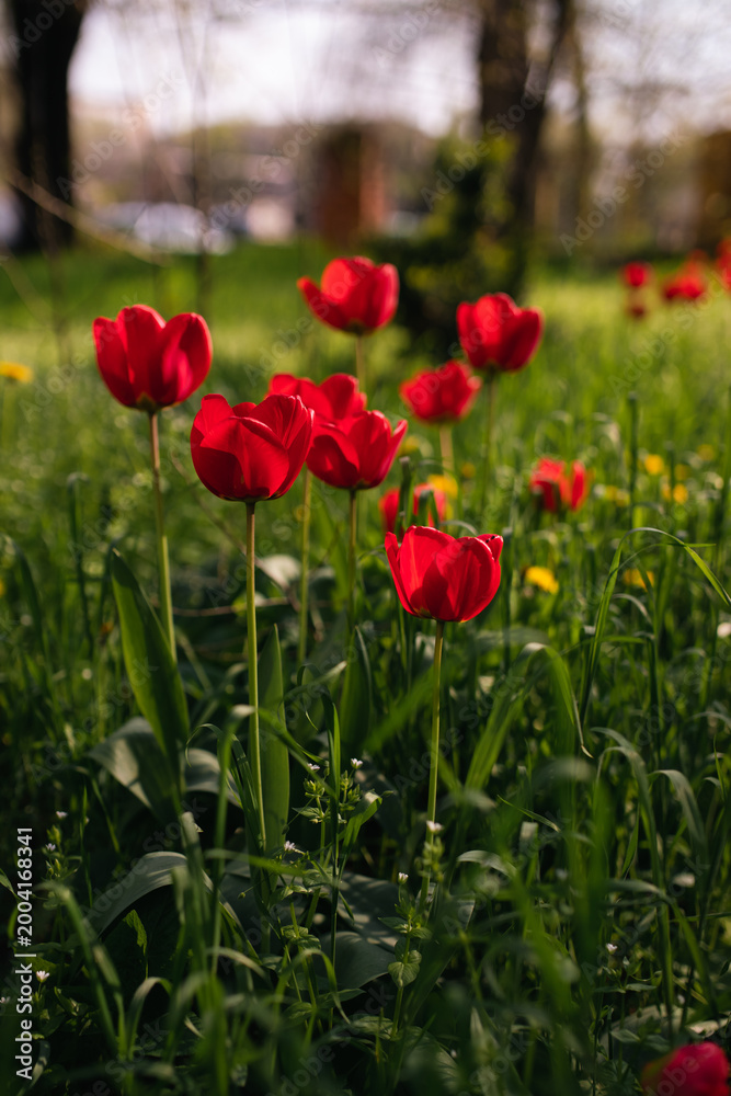 Fototapeta premium Red tulips are blooming against the background of green grass