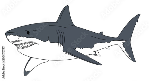 great white shark illustration in grayscale on white background high quality