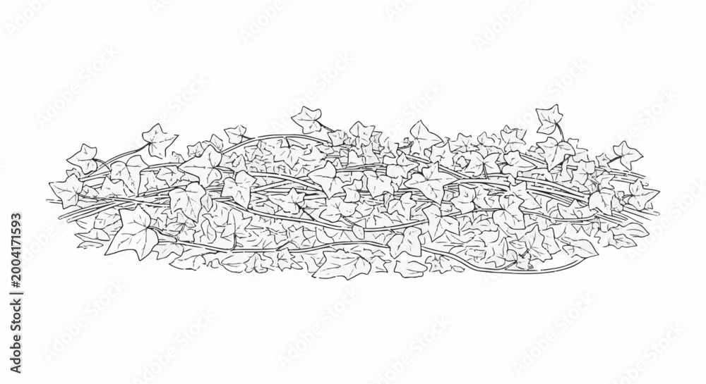 Fototapeta premium A cluster of ivy vines with many leaves and thin stems