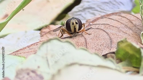 

Full Version_Hoverfly grooming its face and eyes on a leaf, extreme close-up macro

