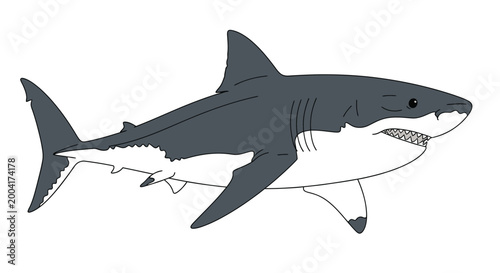 great white shark illustration in grayscale on white background high quality