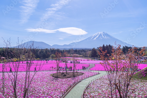 富士芝桜まつり（富士本栖湖リゾート2026年4月）