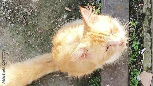 Cute ginger cat looking up, pet animal close up outdoor