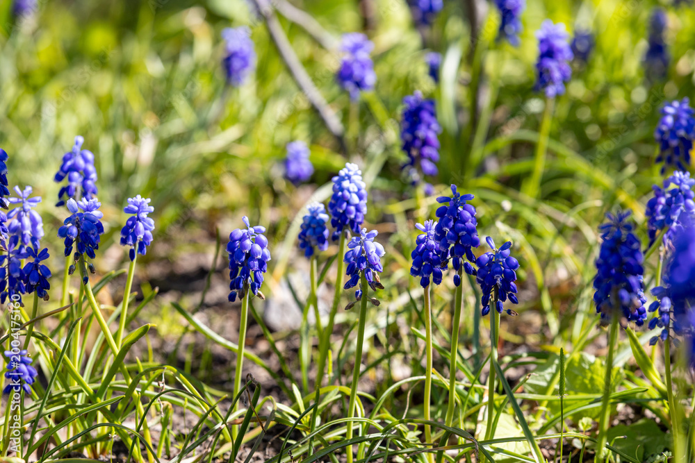 Obraz premium Muskari. Bright blue blossoms of Armenian muskari, close-up