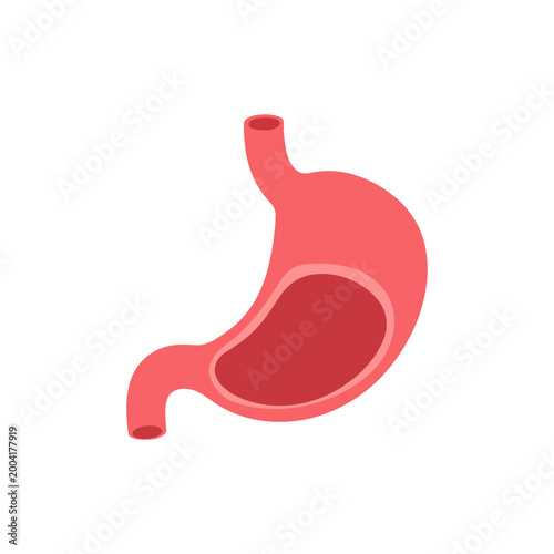 Human Stomach Anatomy Illustration
