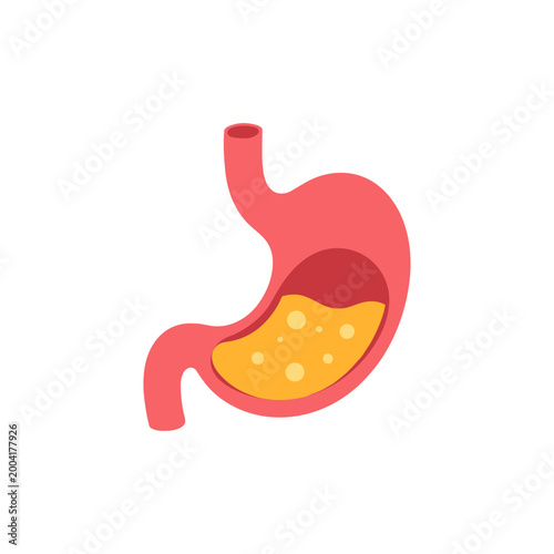 Human Stomach Anatomy Illustration