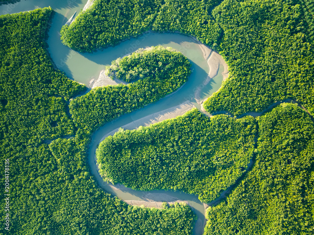 Fototapeta premium Top view forest green nature background
