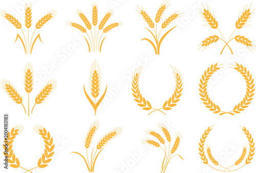 Wheat ear icons and agricultural elements, vector set of harvested wheat grains rice stalks and cereal crops representing farming food production and grain nutrition concept.