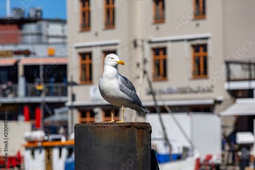 Seagull standing on a post in Warnemuende harbour, Germany.