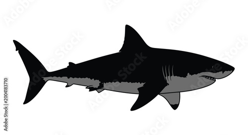 great white shark silhouette on white background high quality professional detailed