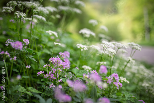 Cuadro en lienzo Purple flowers blooming the near the river with soft light and bokeh