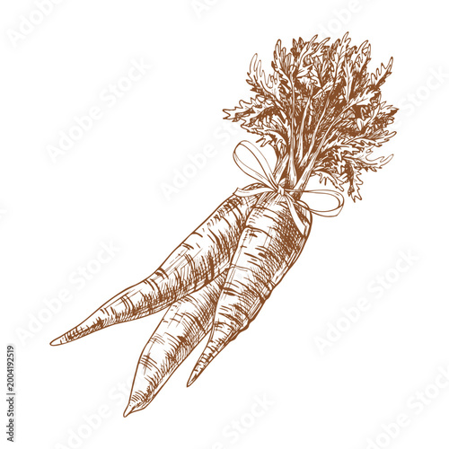 Hand drawn bunch of carrots tied with ribbon. Ink illustration of fresh vegetable for farm market, cooking recipe or grocery packaging. Vintage graphic sketch in outline style.