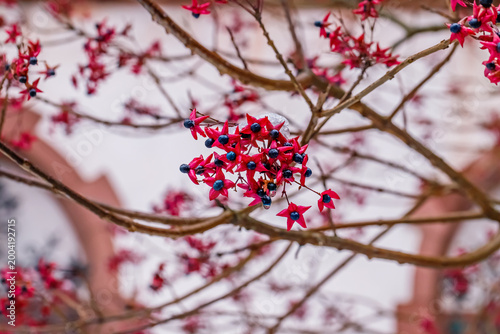 Bilde på lerret Bright red flowers bloom on branches in a garden next to a building in spring su