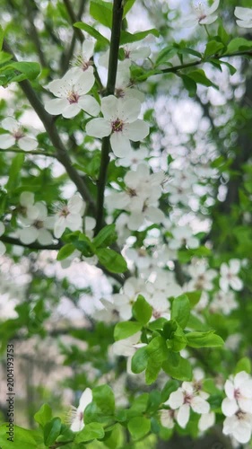 Blooming apricot blossoms on tree branches in spring. Beautiful nature background with flowering fruit trees. Close up of white apricot flowers in garden. Vertical video.