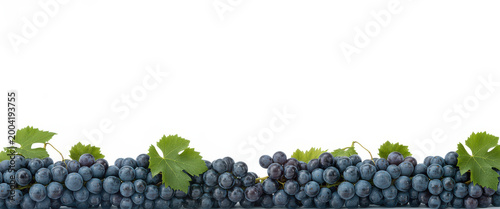 Fresh dark purple grapes with green leaves arranged in a line on a plain white background