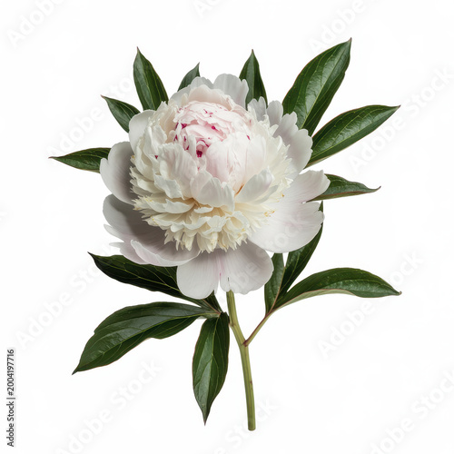 Single blooming white peony flower with green leaves isolated on a plain white background studio