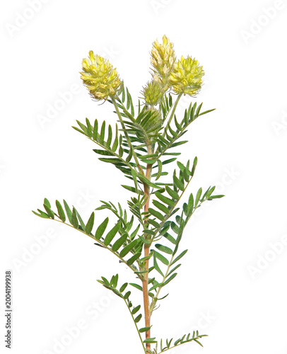 Foto Blooming plant of Woolly locoweed or milkvetch isolated on white, Oxytropis pilo
