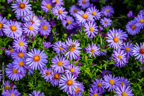Tableau sur toile Bright purple flowers bloom in a garden with a small bee on one of the petals du