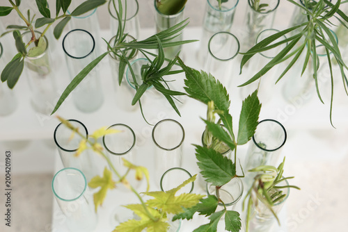 Different test tubes with herbs and plants on grunge white background
