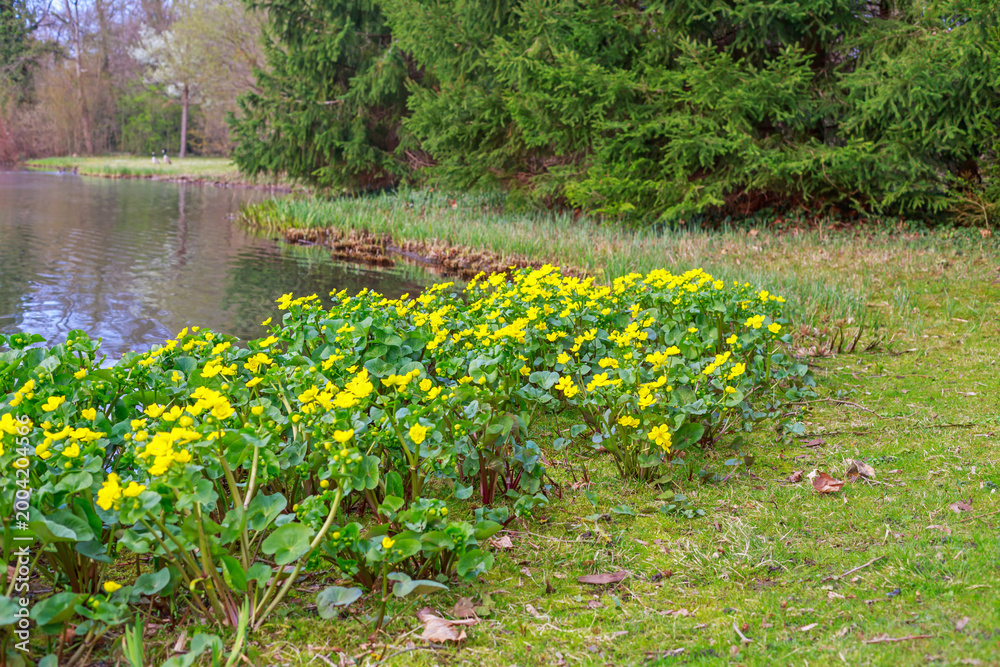 Fototapeta premium Bright yellow flowers grow along the edge of a calm lake in spring at a park with green trees in the background